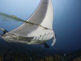 This Manta Ray (Manta Birostris) Is Entangled in and Towing a Fisherman's Net, Yap, Micronesia Photographic Print by David Fleetham