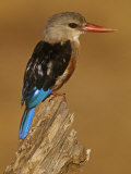 Gray-Headed Kingfisher, Halcyon Leucocephalus, Samburu Game Refuge, Kenya, Africa Photographie par Joe McDonald