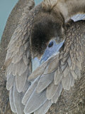 Brown Pelican Photographic Print by Arthur Morris