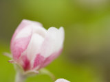 Apple Blossom Opening in the Spring Photographic Print
