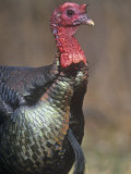 Wild Turkey Head (Mealeagris Gallopavo). Eastern USA Photographic Print by Steve Maslowski