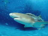 Lemon Shark, Negaprion Brevirostris, Bahamas, Grand Bahama Island, Atlantic Ocean Photographie par Reinhard Dirscherl