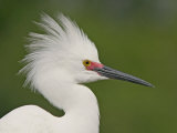 Snowy Egret in Breeding Plumage Showing its Head Display, Egretta Thula, Southeastern USA Photographic Print by Arthur Morris