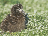 Laysan Albatross Baby, Diomedea Immutabilis, Midway Atoll National Wildlife Refuge, USA Lámina fotográfica por John & Barbara Gerlach Laysan Albatross Baby, Diomedea Immutabilis, Midway Atoll National Wildlife Refuge, USA Lámina fotográfica por John & Barbara Gerlach