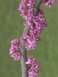Eastern Redbud Flowers, Cercis Canadensis, Eastern North America Photographic Print by Adam Jones