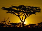 Acacia Tree Silhouette at Twilight on the Savanna of Tanzania, East Africa Lámina fotográfica por Arthur Morris Acacia Tree Silhouette at Twilight on the Savanna of Tanzania, East Africa Lámina fotográfica por Arthur Morris