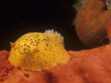 Sea Lemon Nudibranch, Anisodoris Nobilis, Feeding on a Sponge, California, Usa, Pacific Ocean Lámina fotográfica por David Wrobel Sea Lemon Nudibranch, Anisodoris Nobilis, Feeding on a Sponge, California, Usa, Pacific Ocean Lámina fotográfica por David Wrobel
