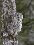 Great Gray Owl, Strix Nebulosa, North America Photographic Print by Garth McElroy