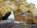 Snow Petrel on its Cliffside Nest, Pagodroma Nivea, South Orkney Islands Photographie par Gerald & Buff Corsi