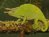 Usambara 3-Horn Chameleon, Chamaeleo Deremensis Photographic Print by Jack Michanowski