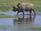 African Buffalo Walking Through a Grassy Waterhole, Syncerus Caffer Caffer, Kenya, Africa Photographic Print by Joe McDonald