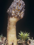 Black Morel Mushroom, Morchella Angusticeps, Ascomycetes, North America Photographie par Ken Wagner