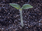 Potato Seedling, Solanum Tuberosum Photographic Print by Jerome Wexler