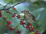 Swainson's Thrush (Catharus Ustulatus) Eating a Spicebush Berry, North America Photographic Print by Steve Maslowski