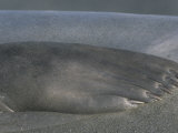 Southern Elephant Seal Front Flipper, Mirounga Leonina, South Georgia Islands, Antarctic Region Photographic Print by Gerald & Buff Corsi