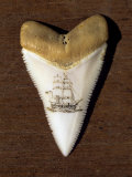 Scrimshaw Carving on a Great White Shark Tooth (Carcharodon Carcharias) Photographie par David Fleetham