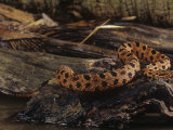 Pygmy Rattlesnake, Sistrurus Miliarius, South Carolina, USA Photographic Print by Joe McDonald