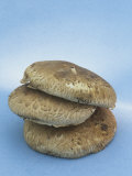 Portabella Mushrooms (Agaricus Bisporus) Photographic Print by Wally Eberhart