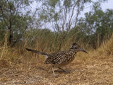 Greater Roadrunner, Geococcyx Californianus, Texas, USA Lámina fotográfica por Joe McDonald