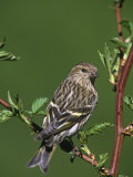 Female Purple Finch, Carpodacus Purpureus, the State Bird of New Hampshire, USA Fotografie-Druck von Gustav W. Verderber