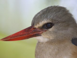 Gray-Headed Kingfisher Head, Halcyon Leucocephala, Kenya, Africa Photographic Print by Arthur Morris
