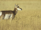 Female Pronghorn, Antilocapra Americana, North American Grasslands Lámina fotográfica por Joe McDonald