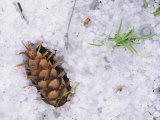 Douglas Fir Female or Seed Cone in the Snow, Pseudotsuga Menziesii, Western North America Photographic Print by Charles Melton
