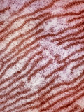 Rough Endoplasmic Reticulum, Rer, Lined with Ribosomes from a Liver Cell Lámina fotográfica por David Phillips