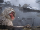Snow Monkey Sitting in a Hot Spring on a Snowy Day (Macaca Fuscata), Japan, Asia Photographic Print by Tom Walker