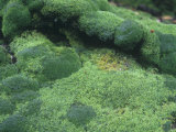 Mossy Rocks on the Forest Floor, North America Photographie par Walt Anderson