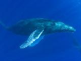 Humpback Whale (Megaptera Novaeangliae), Hawaii, USA Photographic Print by David Fleetham