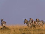 Burchell's Zebras (Equus Burchelli) at Sunrise, Masai Mara Game Reserve, Kenya Photographic Print by Adam Jones