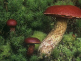 Red or Frost's Bolete Mushrooms Among Mosses on the Forest Floor, Boletes Frostii, Central USA Photographic Print by Gary Meszaros