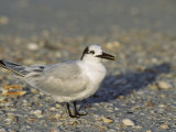 Sandwich Tern, Sterna Sandvicensis, North America Photographic Print by John & Barbara Gerlach