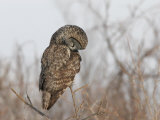Great Gray Owl (Strix Nebulosa) Hunting.\R\N (Strix Nebulosa Photographic Print by Robert Servrancky