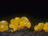 Yellow Jelly Mushroom (Dacrymyces Palmatus), North America Photographic Print by R. Al Simpson