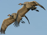 Sandhill Crane, Grus Canadensis, in Flight Photographic Print by Jack Michanowski