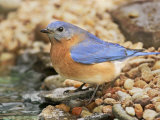Eastern Bluebird, Sialia Sialis, Eastern USA Photographie par John Cornell