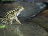 Pickerel Frog, Rana Palustris, North America Lámina fotográfica por Joe McDonald