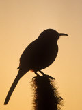 Curve-Billed Thrasher Silhouette on a Cactus, Toxostoma Curvirostre, Southwestern USA Photographie par Charles Melton