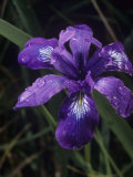 Douglas Iris, Iris Douglasiana, California, USA Photographic Print by Gerald & Buff Corsi Douglas Iris, Iris Douglasiana, California, USA Photographic Print by Gerald & Buff Corsi