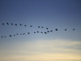 Canada Goose Flying in a V Formation (Branta Canadensis) Photographic Print by Neal Mishler
