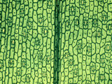 Tradescantia Leaf Epidermis and Stomates Lámina fotográfica por John D. Cunningham