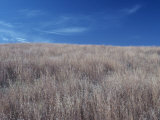Little Bluestem, Andropogon Scoparius, in the Shortgrass Prairie Biome, Central USA Photographic Print by John Sohlden