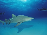 Lemon Shark, Negaprion Brevirostris, Bahamas, Grand Bahama Island, Atlantic Ocean Photographic Print by Reinhard Dirscherl