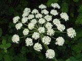Cow Parsnip Umbel (Heracleum Lanatum), Oregon, USA Photographic Print by Robert & Jean Pollock