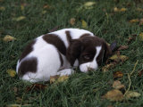 Brittany Spaniel Variety of Domestic Dog, 7 Week-Old Puppy Photographic Print by Cheryl Ertelt