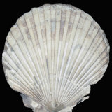 Scallop Fossil- 10,000 Years Old, Central California Coast Photographic Print by Ken Lucas