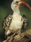 Red-Billed Hornbill, Tockus Erythrorhynchus, East Africa Photographie par Joe McDonald