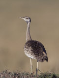Black-Bellied Bustard (Eupodotis Melanogaster), Africa Photographic Print by Joe McDonald